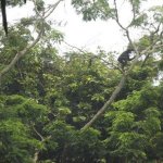 Sortie Bonobos
